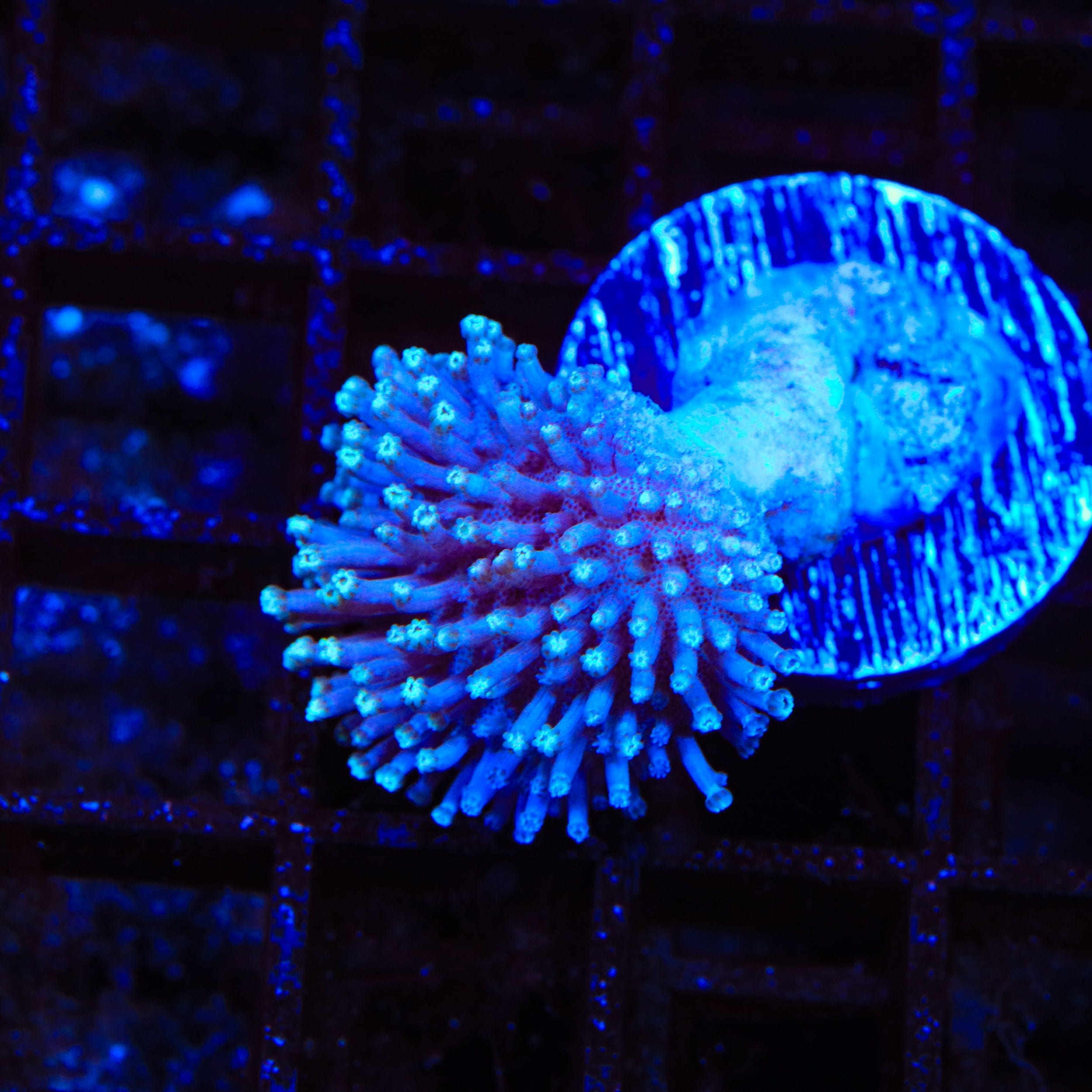 Ultra Toadstool Leather Coral