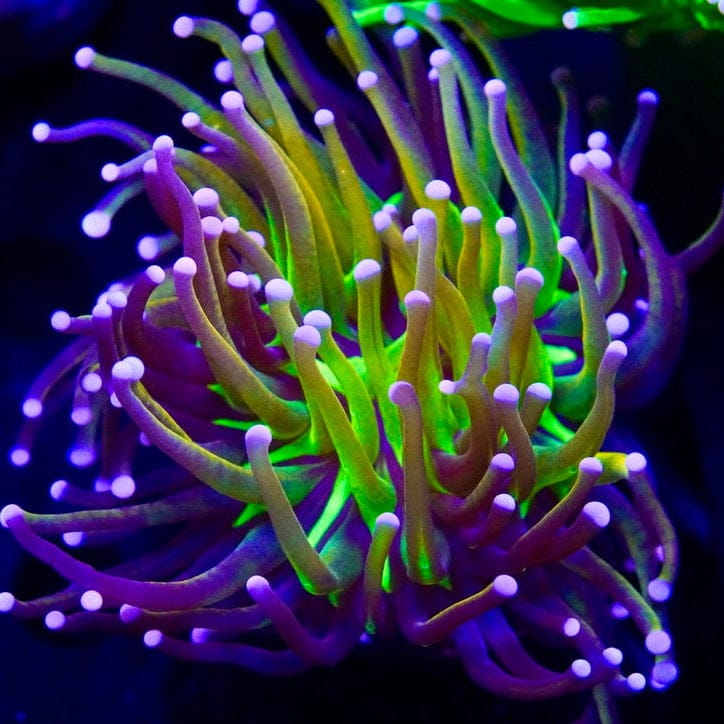 Ultra Torch Coral