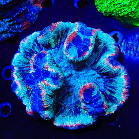 Ultra Trachyphyllia Coral