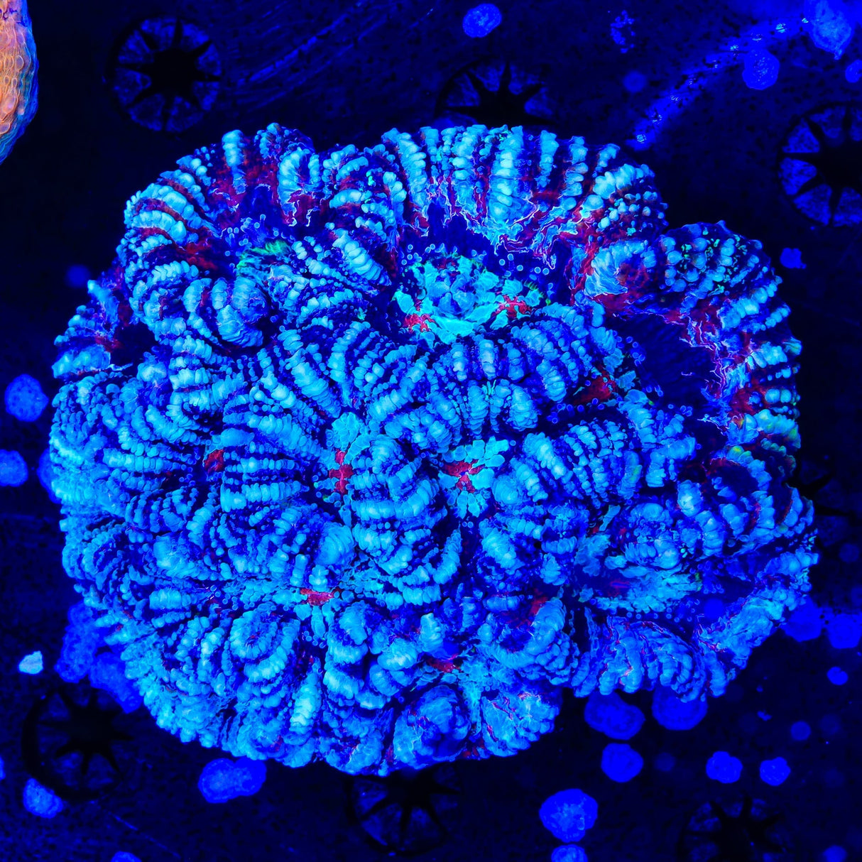 Ultra Wilsoni Coral