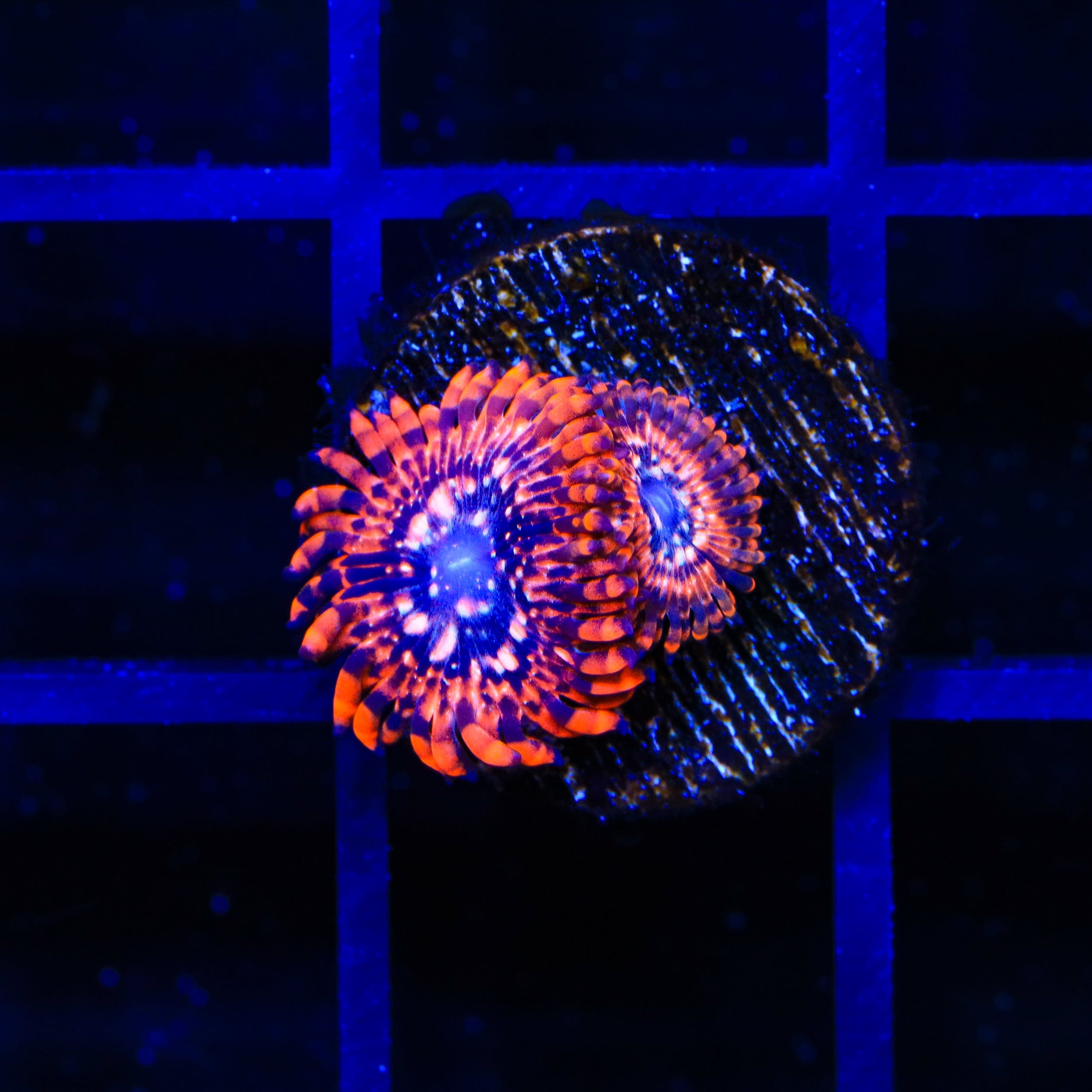 Utter Chaos Zoanthids Coral