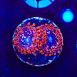 Utter Chaos Zoanthids Coral