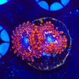 Utter Chaos Zoanthids Coral