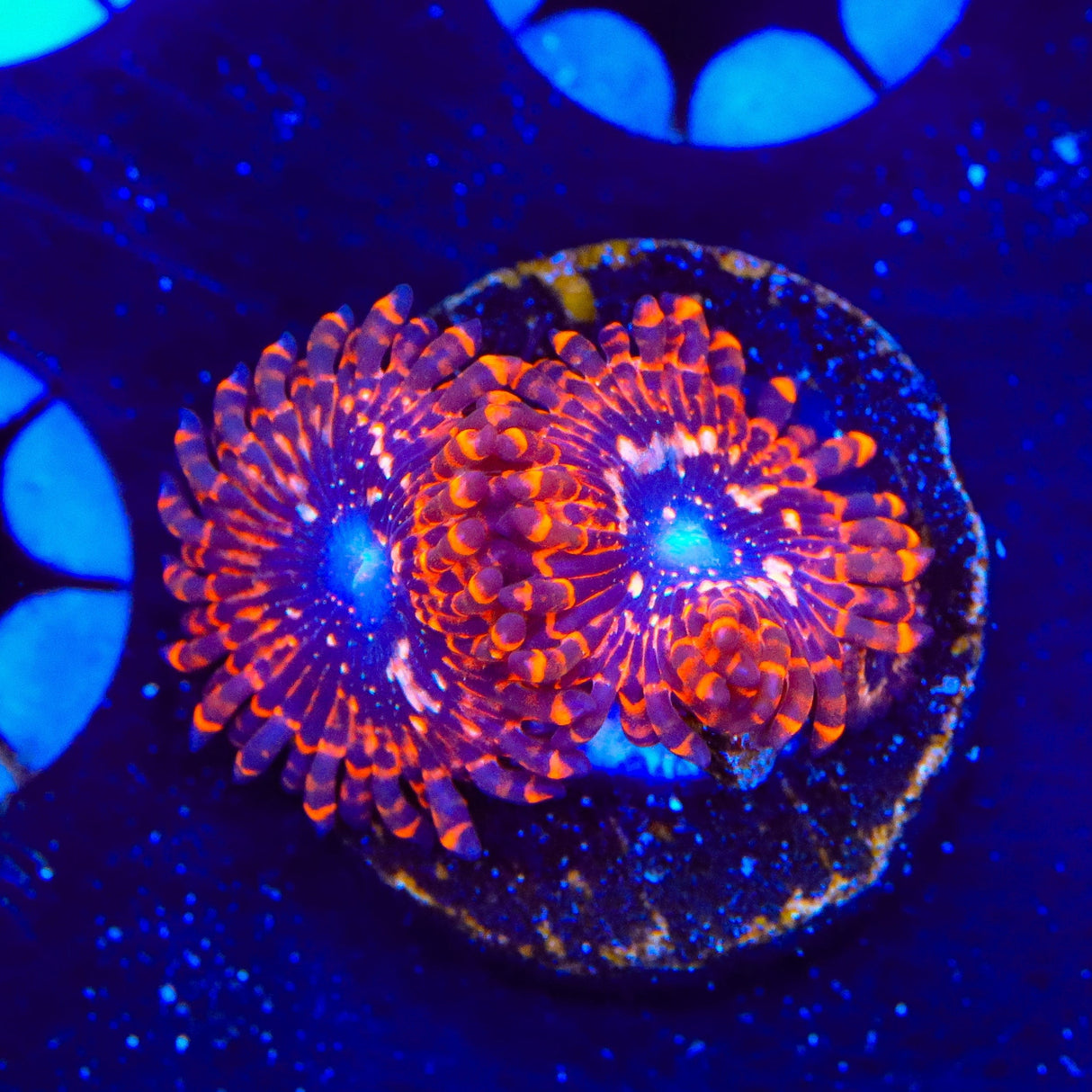 Utter Chaos Zoanthids Coral