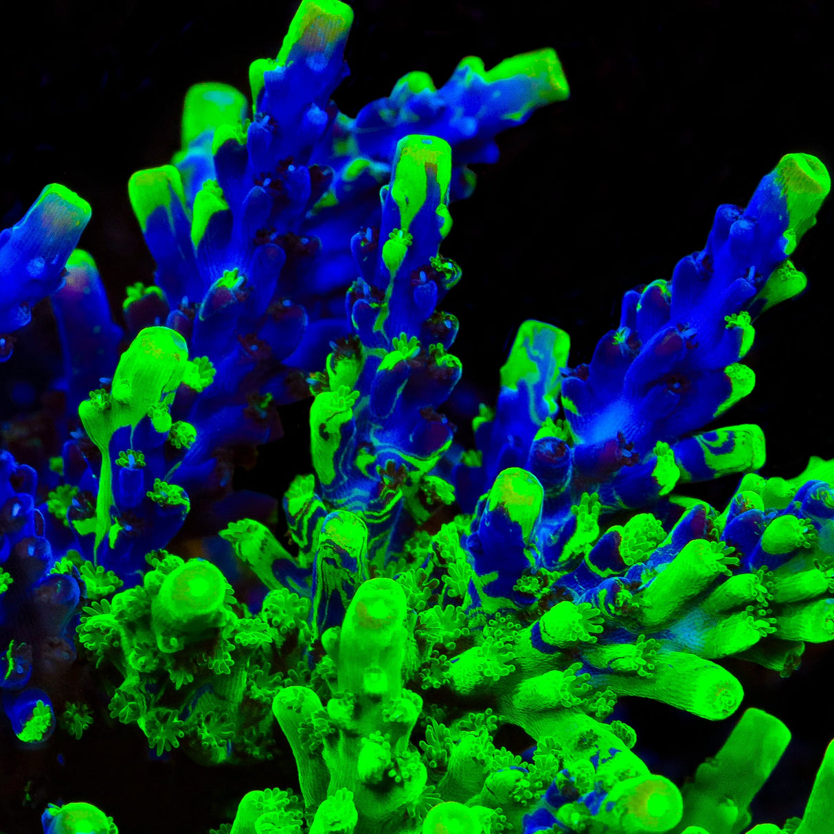 UW Oompa Loompa Splice Acropora Coral