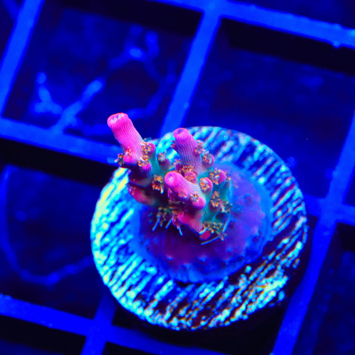 Vivid's Confetti Acropora Coral