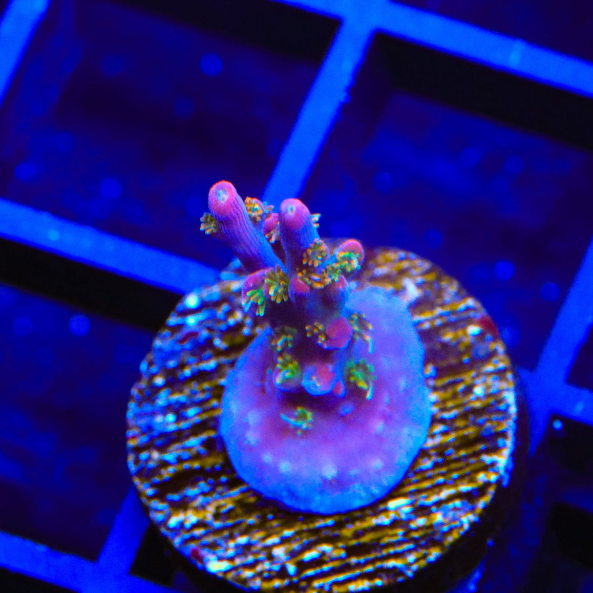 Vivid's Confetti Acropora Coral