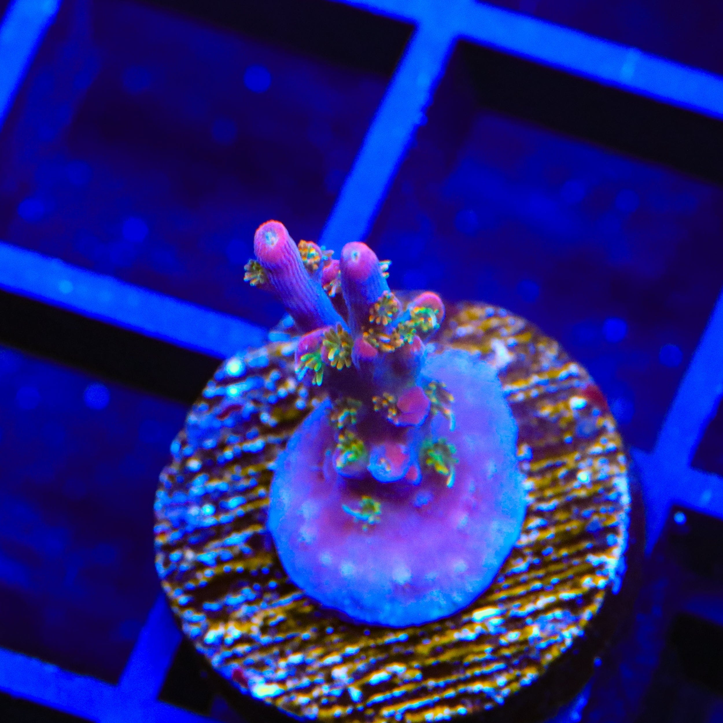 Vivid's Confetti Acropora Coral