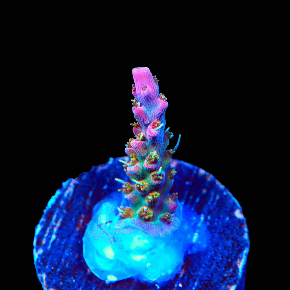 Vivid's Confetti Acropora Coral