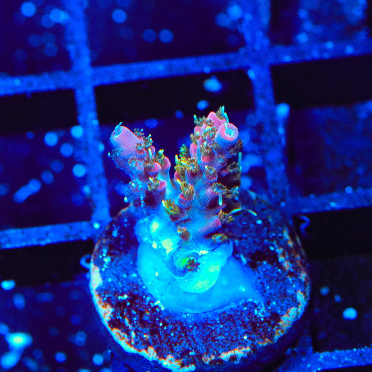 Vivid's Confetti Acropora Coral