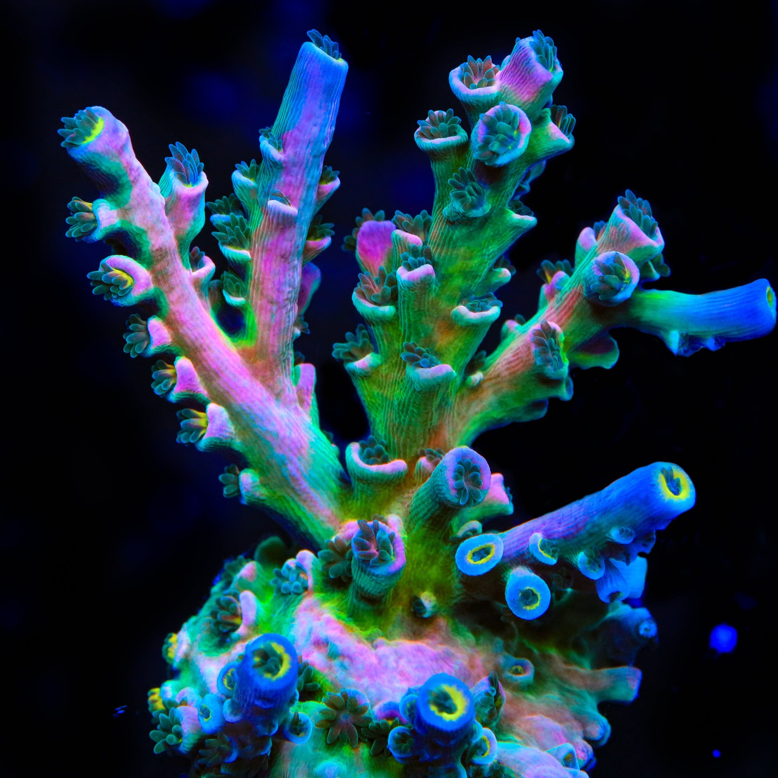 Vivids Insanity Acropora Coral – Top Shelf Aquatics