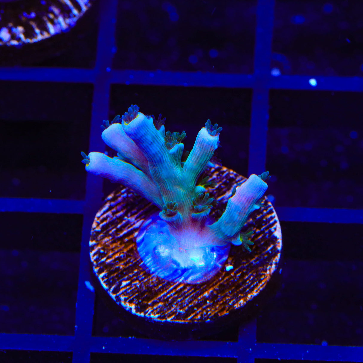 Vivids Insanity Acropora Coral