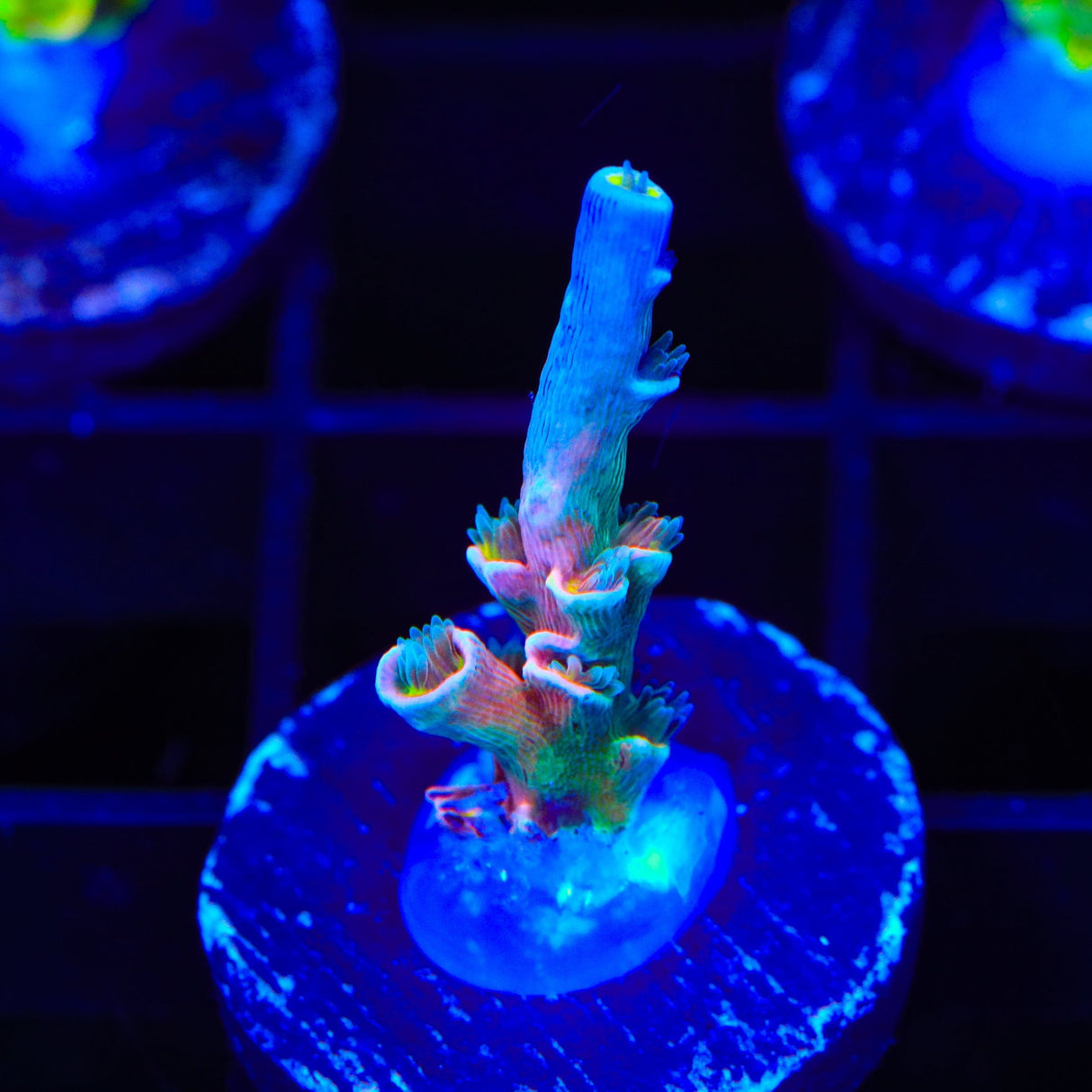 Vivids Insanity Acropora Coral