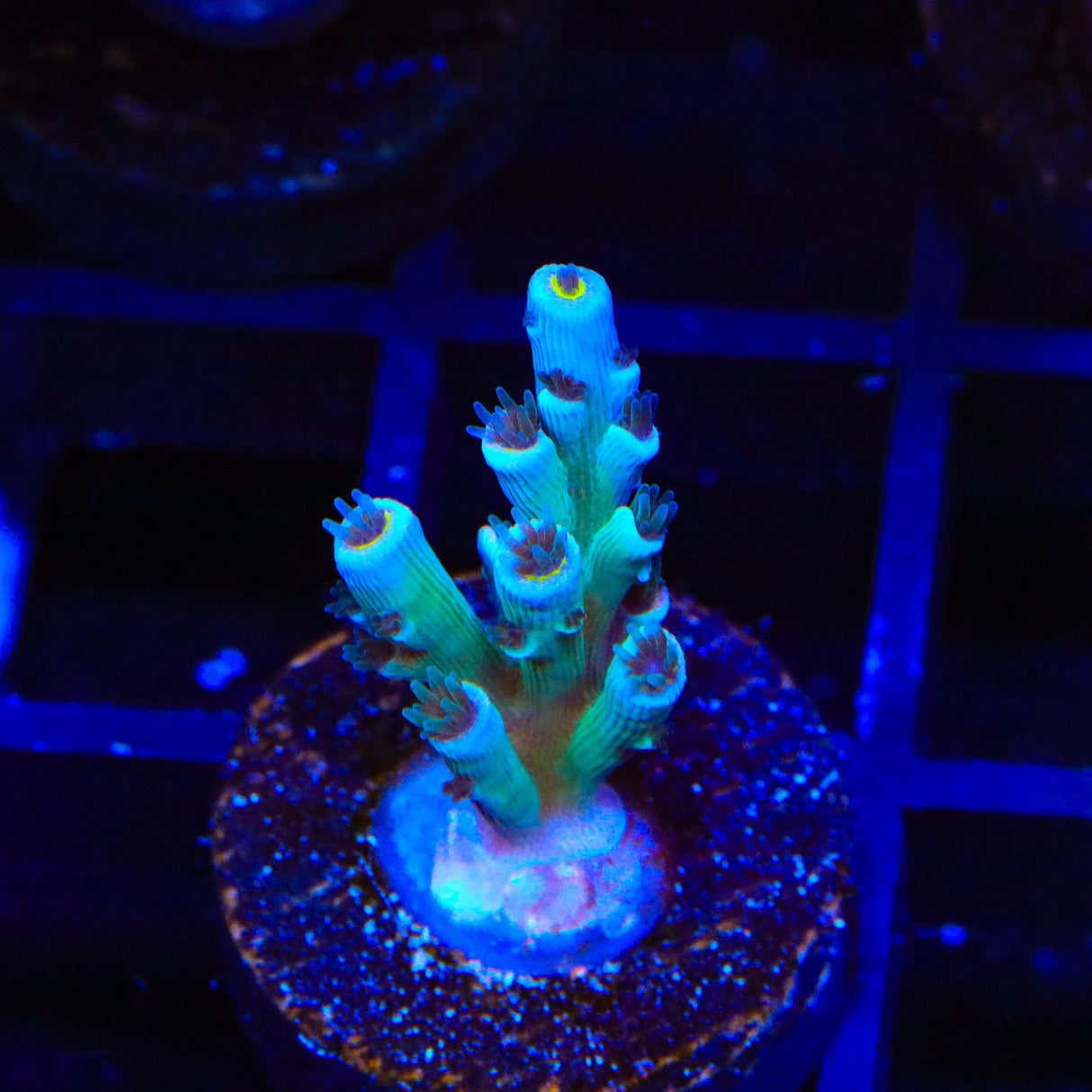 Vivids Insanity Acropora Coral