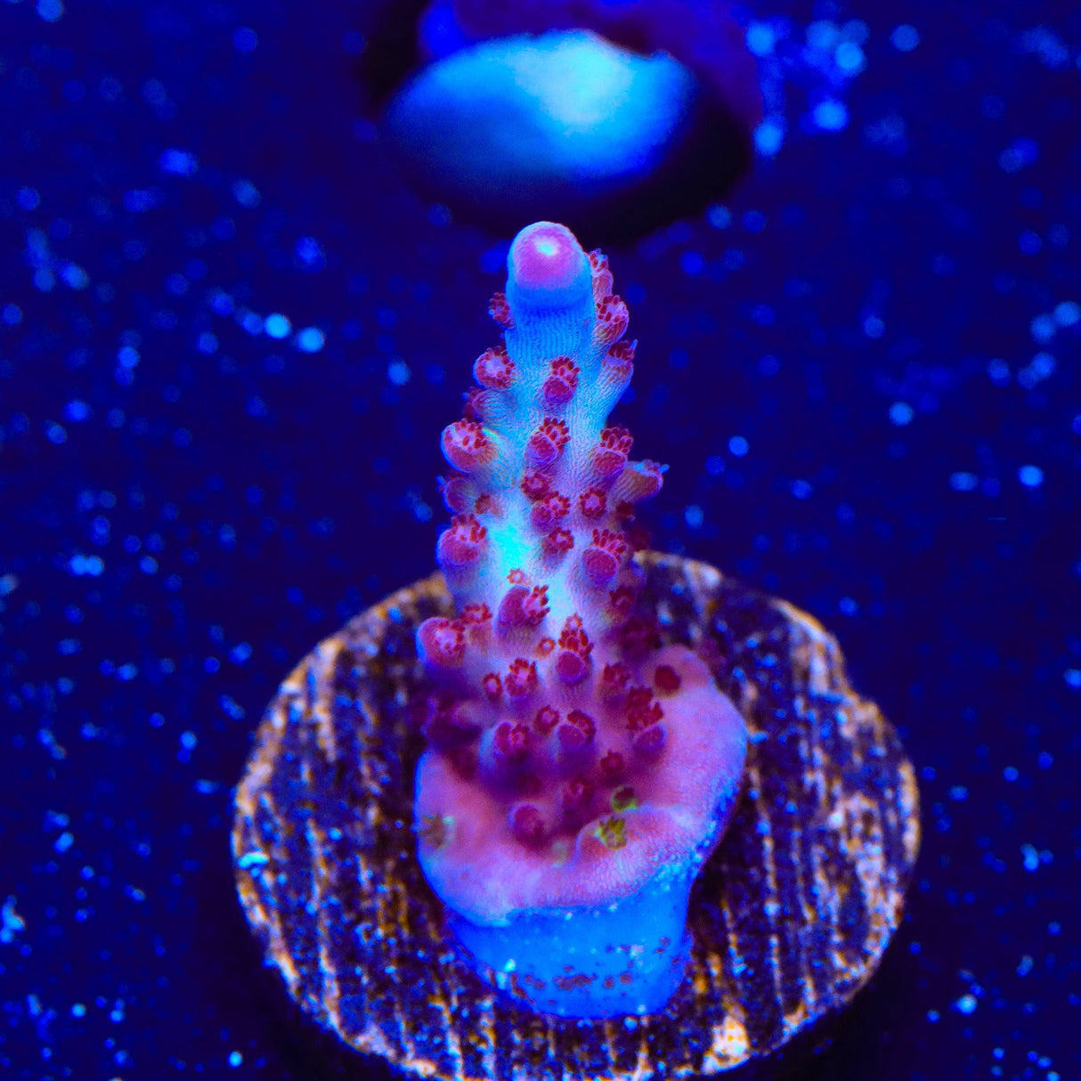 Vivids Rainbow Delight Acropora Coral