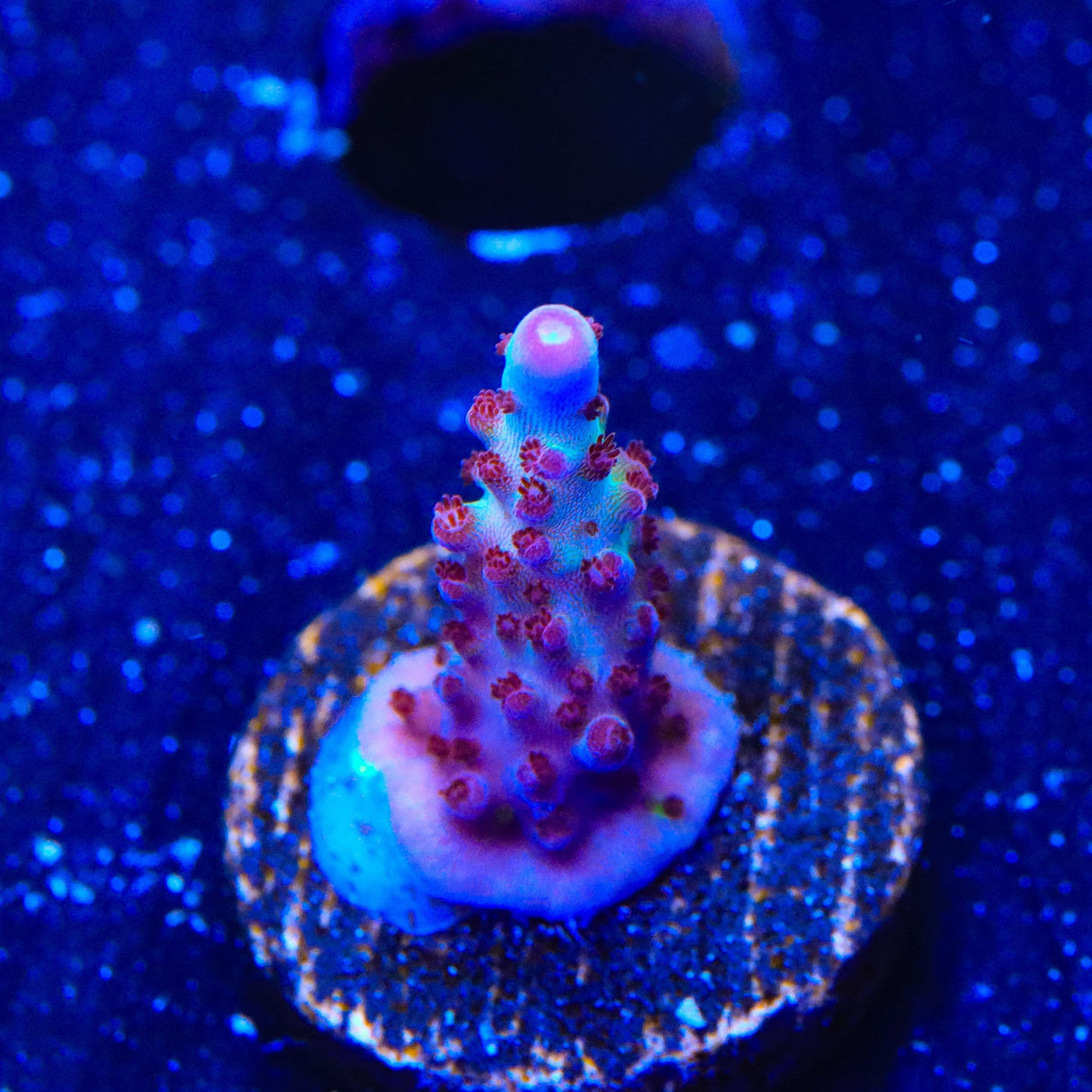 Vivids Rainbow Delight Acropora Coral