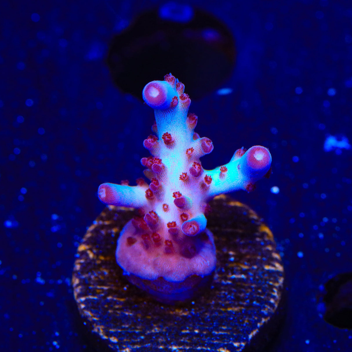 Vivids Rainbow Delight Acropora Coral