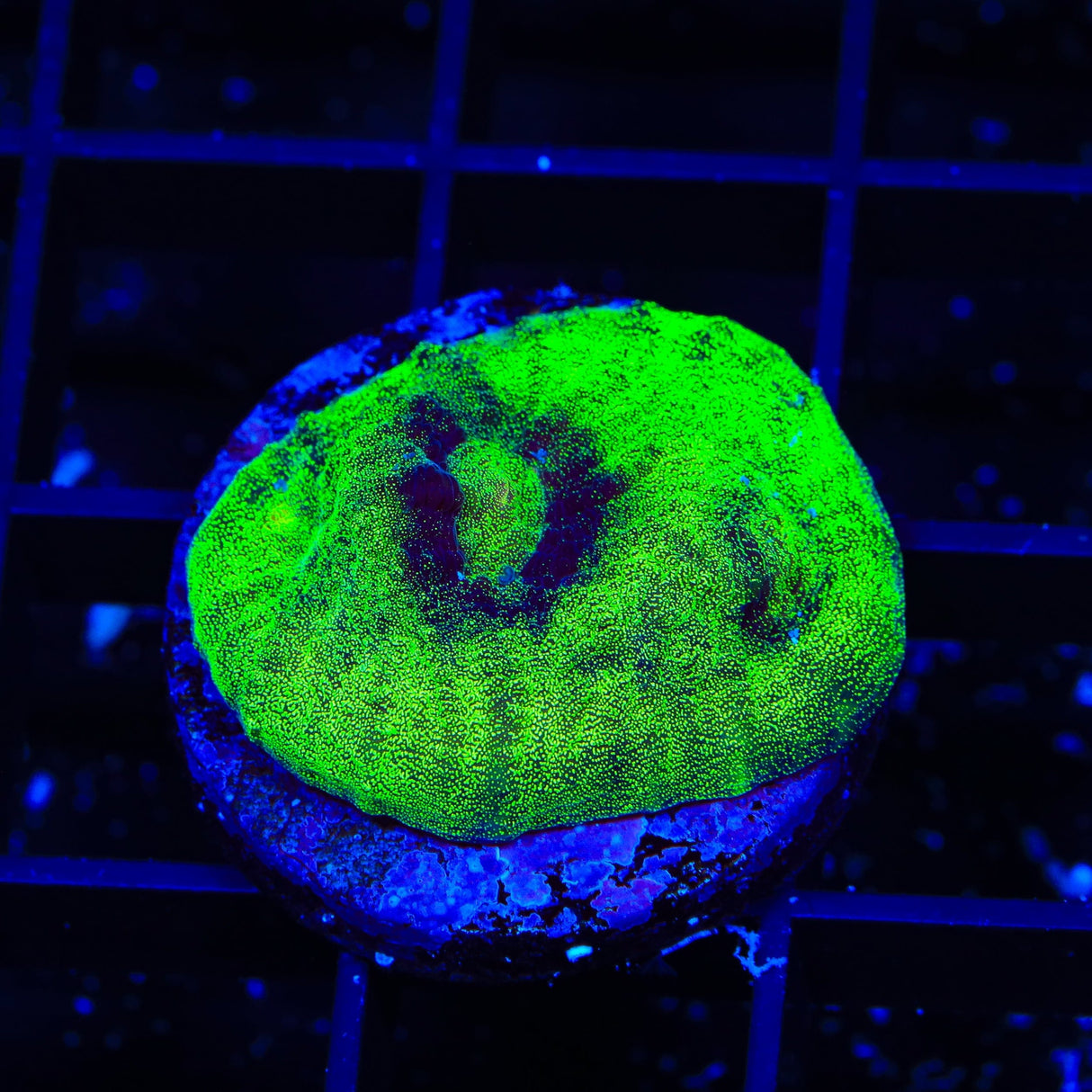 Vivids Riddler Chalice Coral