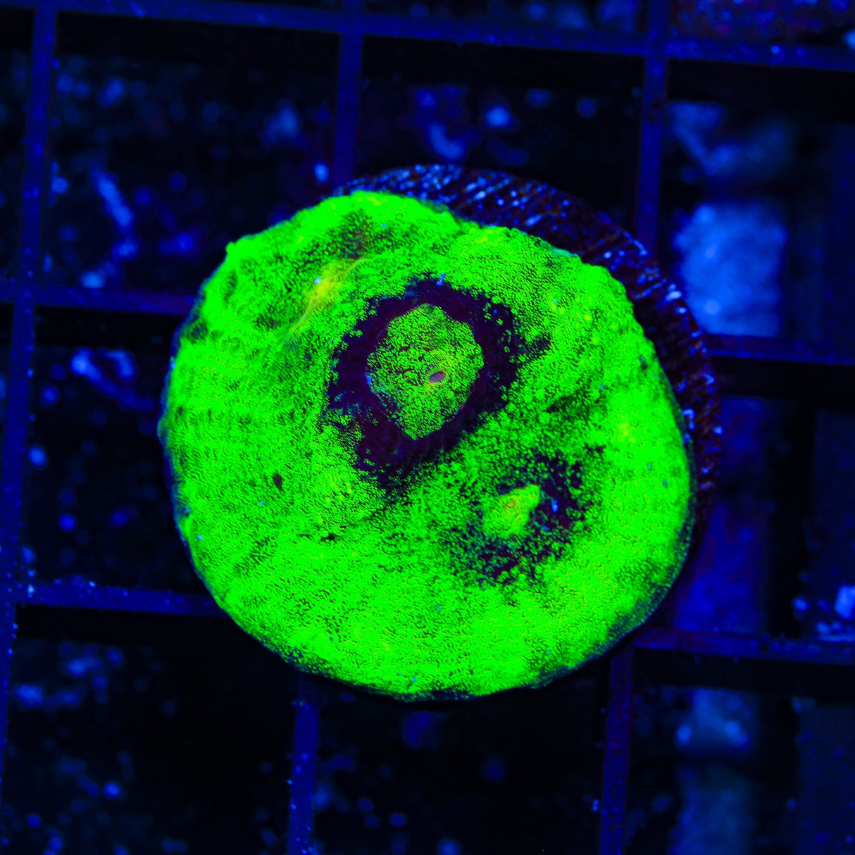 Vivids Riddler Chalice Coral