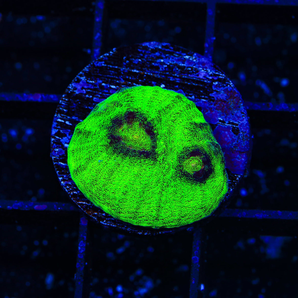 Vivids Riddler Chalice Coral