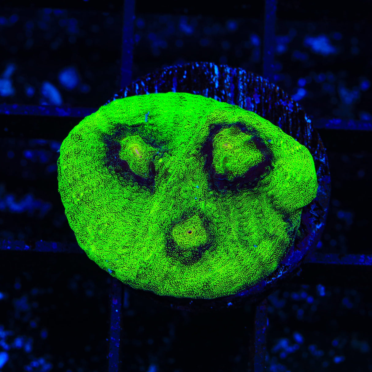 Vivids Riddler Chalice Coral