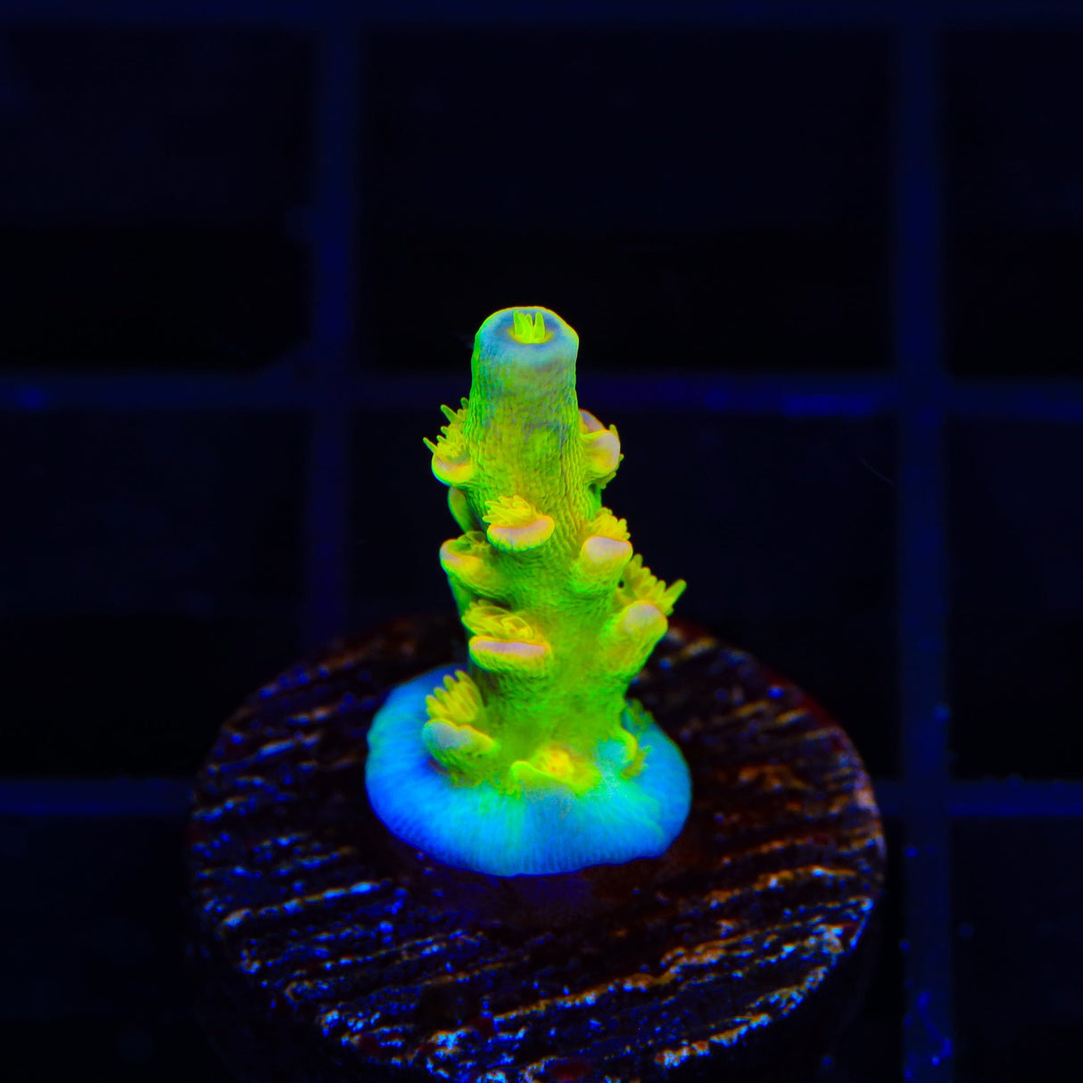 Walt Disney Tenuis Acropora Coral