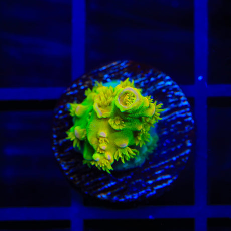 Walt Disney Tenuis Acropora Coral