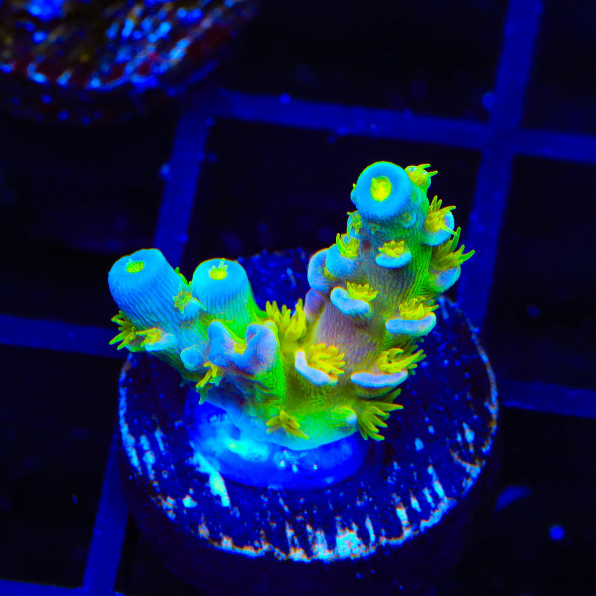 Walt Disney Tenuis Acropora Coral