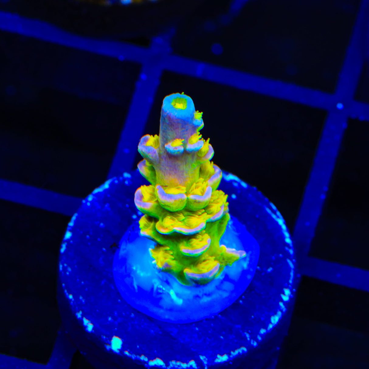 Walt Disney Tenuis Acropora Coral