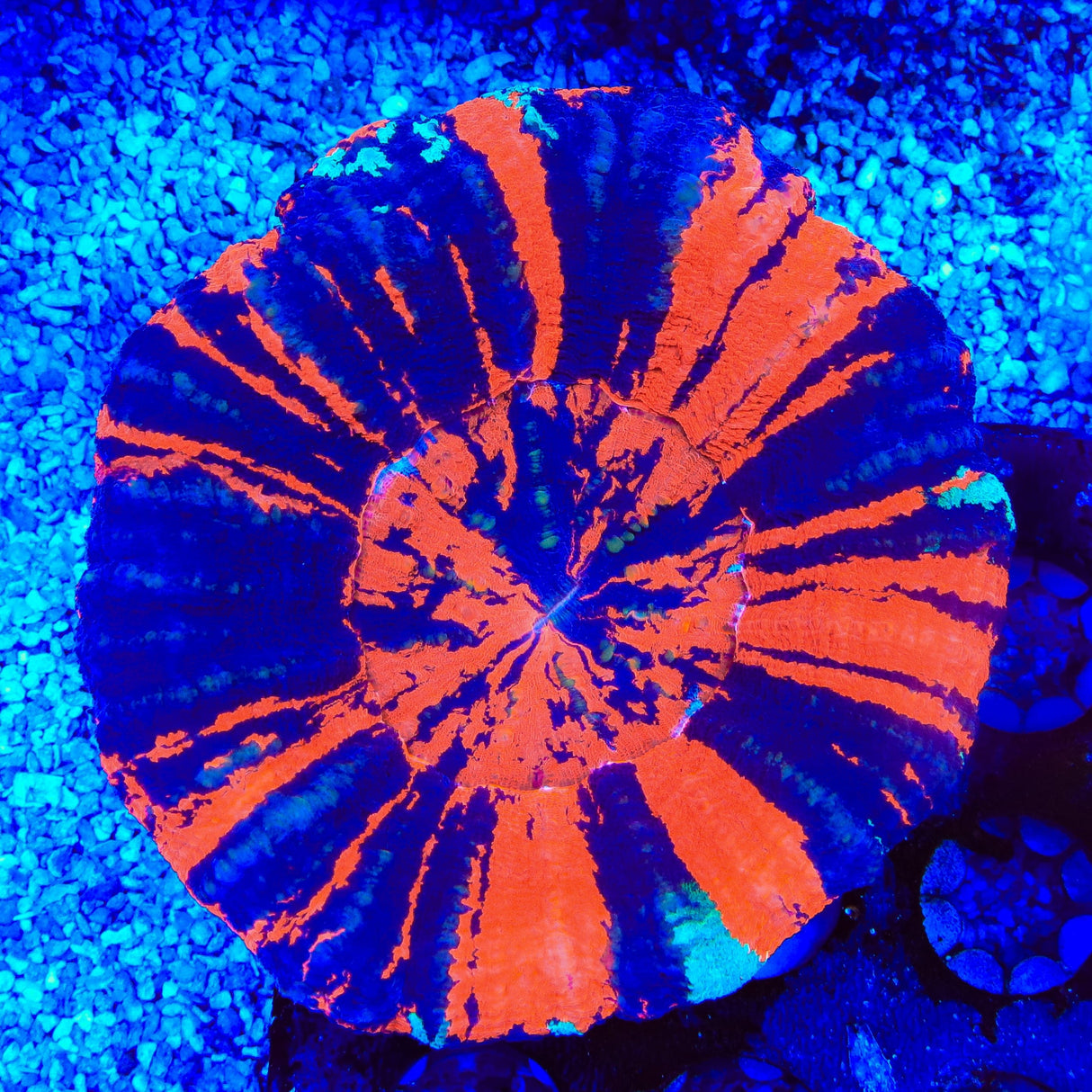 War Paint Scolymia Coral