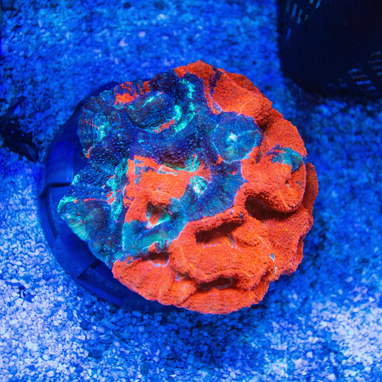 Warpaint Bowerbanki Coral