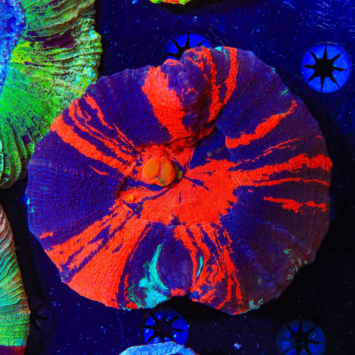 Warpaint Scoly Coral