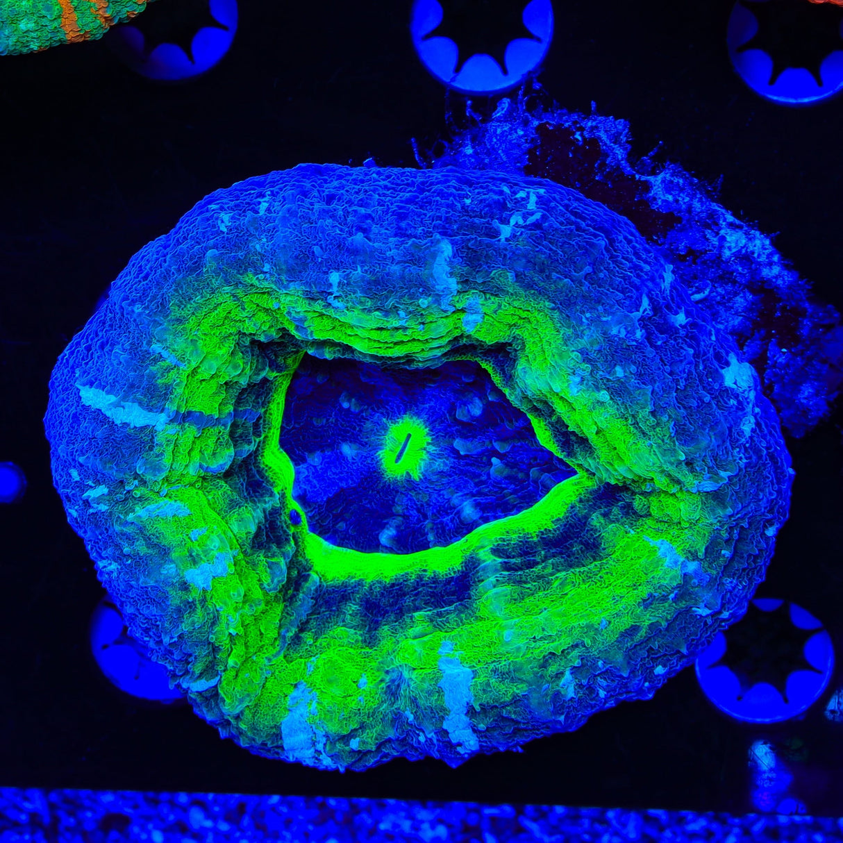 Warpaint Scolymia Coral