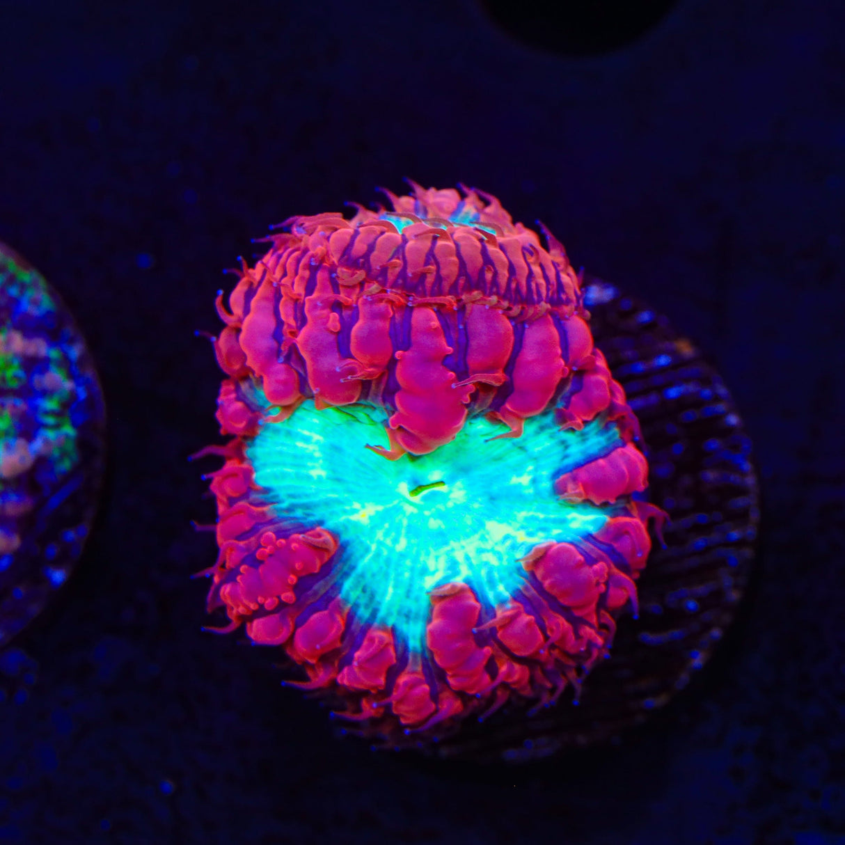 Watermelon Blastomussa Coral