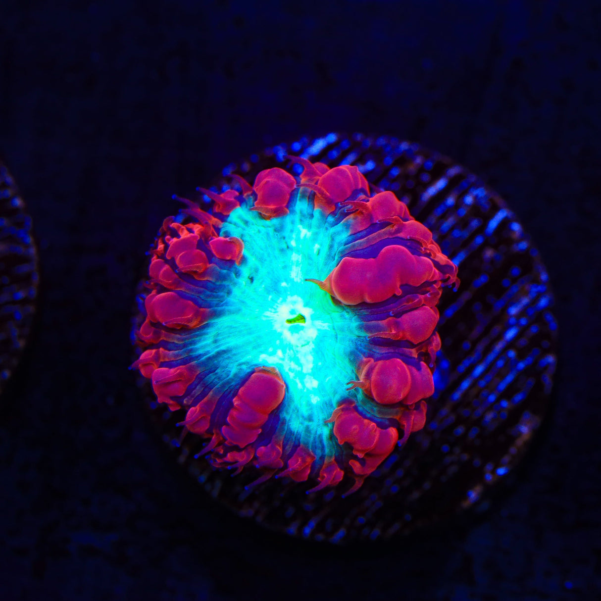 Watermelon Blastomussa Coral