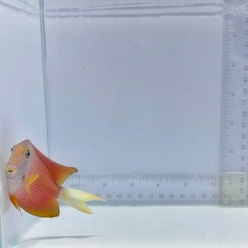 White Tail Bristletooth Tang (Ctenochaetus flavicauda)