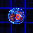White Zombies Zoanthids Coral