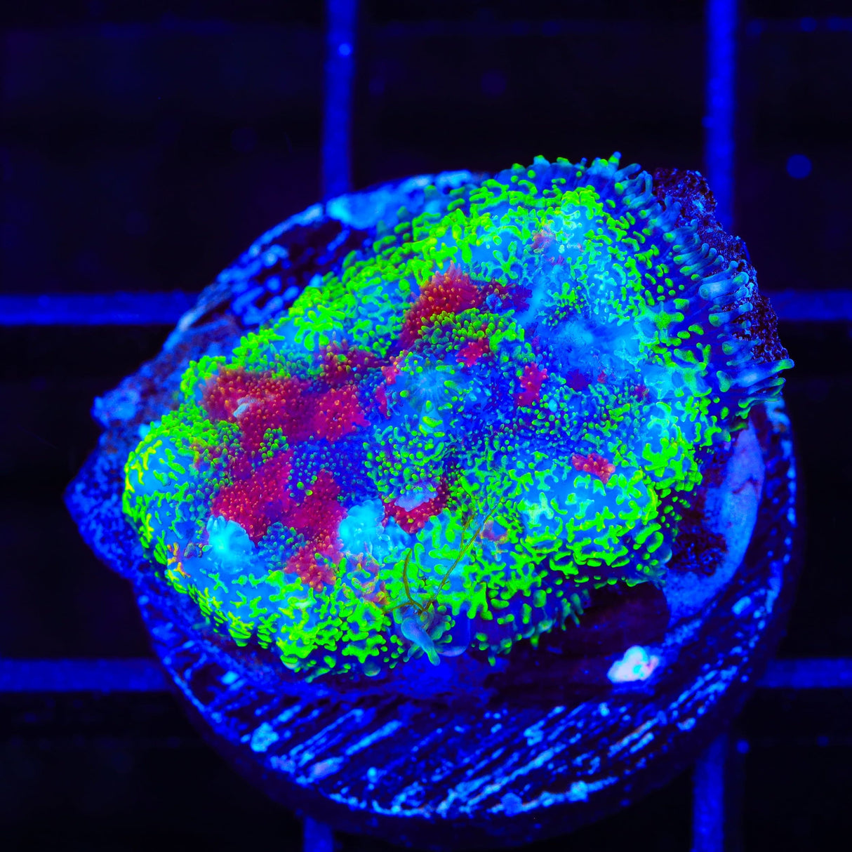 Witches Brew Mushroom Coral