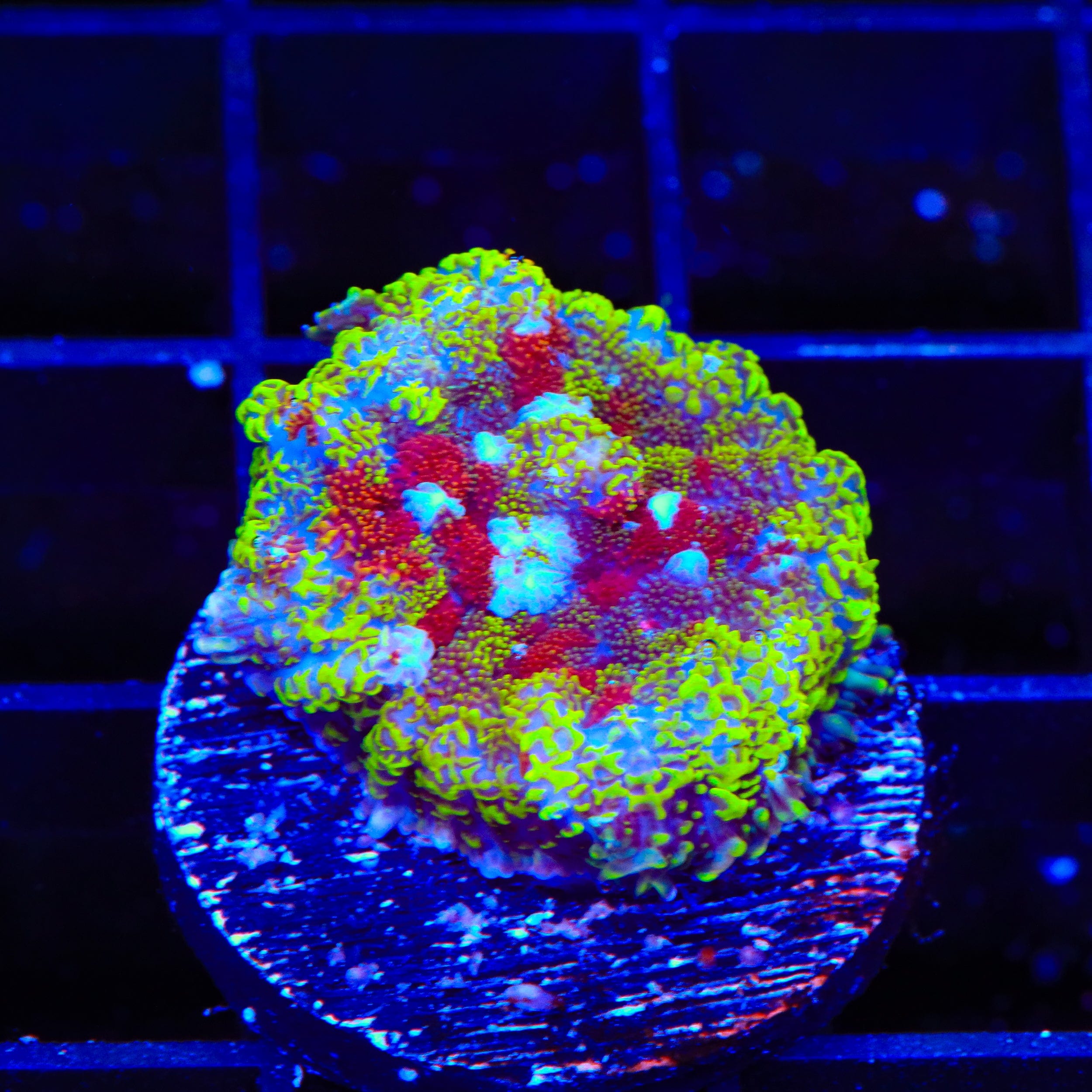 Witchs Brew Mushroom Coral