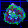 Witchs Brew Mushroom Coral
