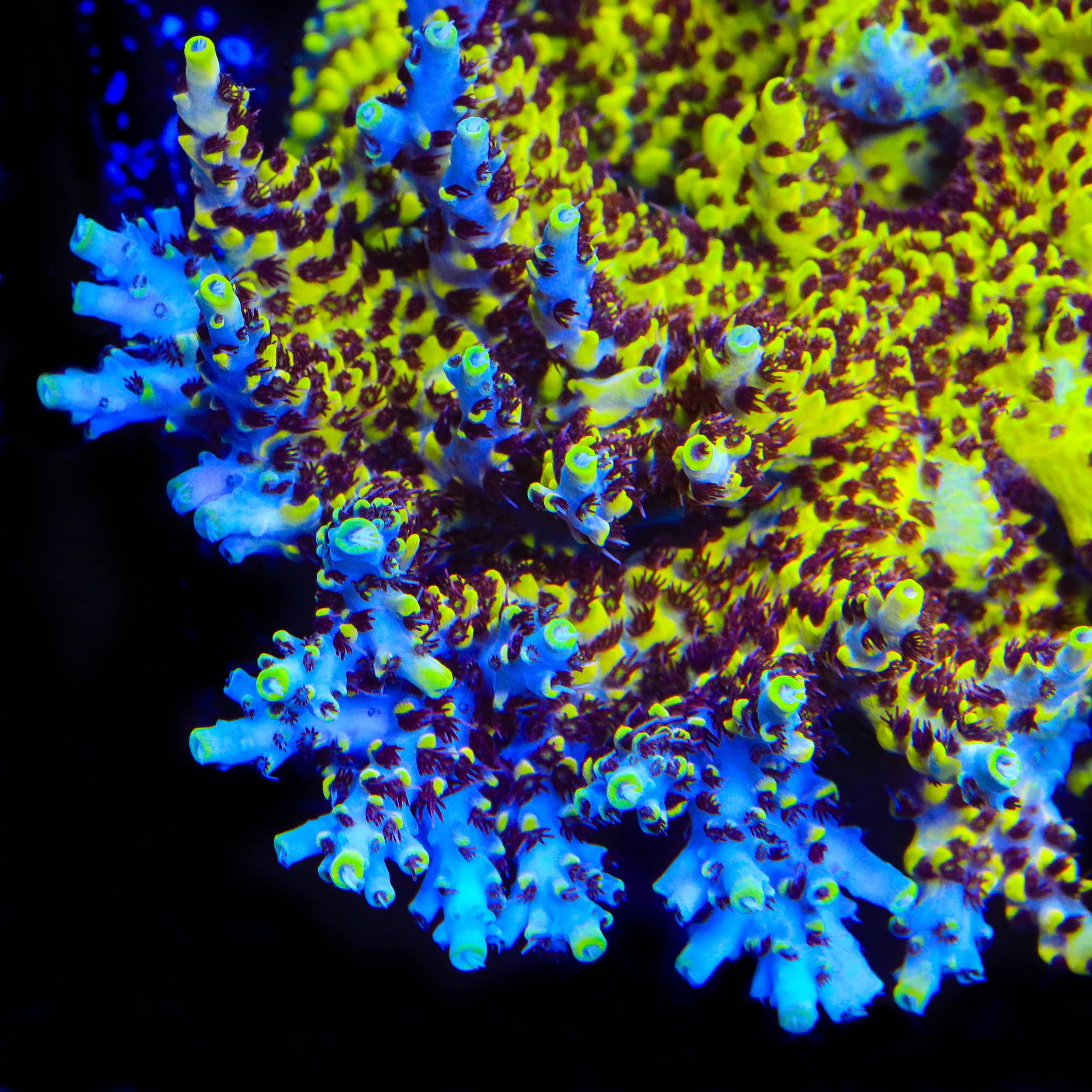 Afterparty Acropora Coral – Top Shelf Aquatics