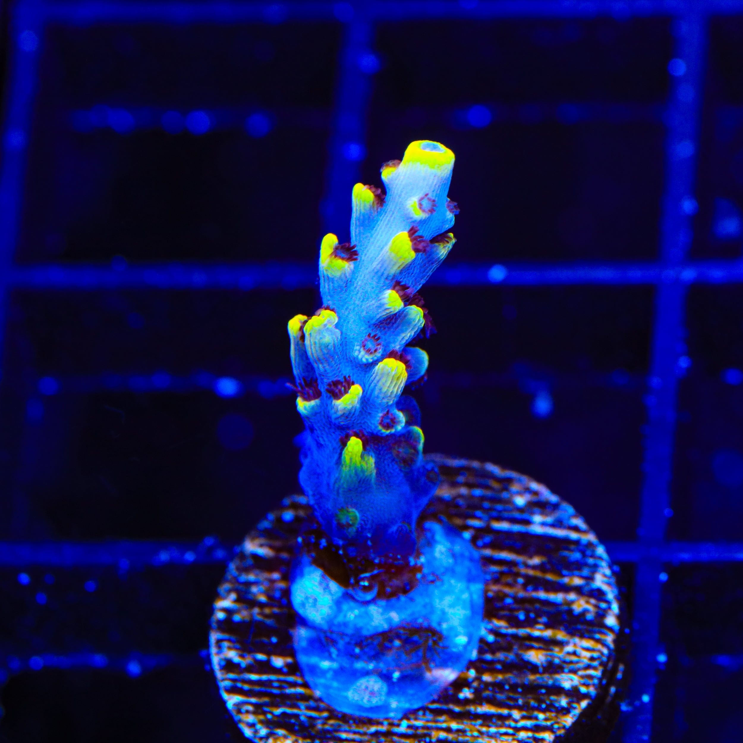 WWC Afterparty Acropora Coral