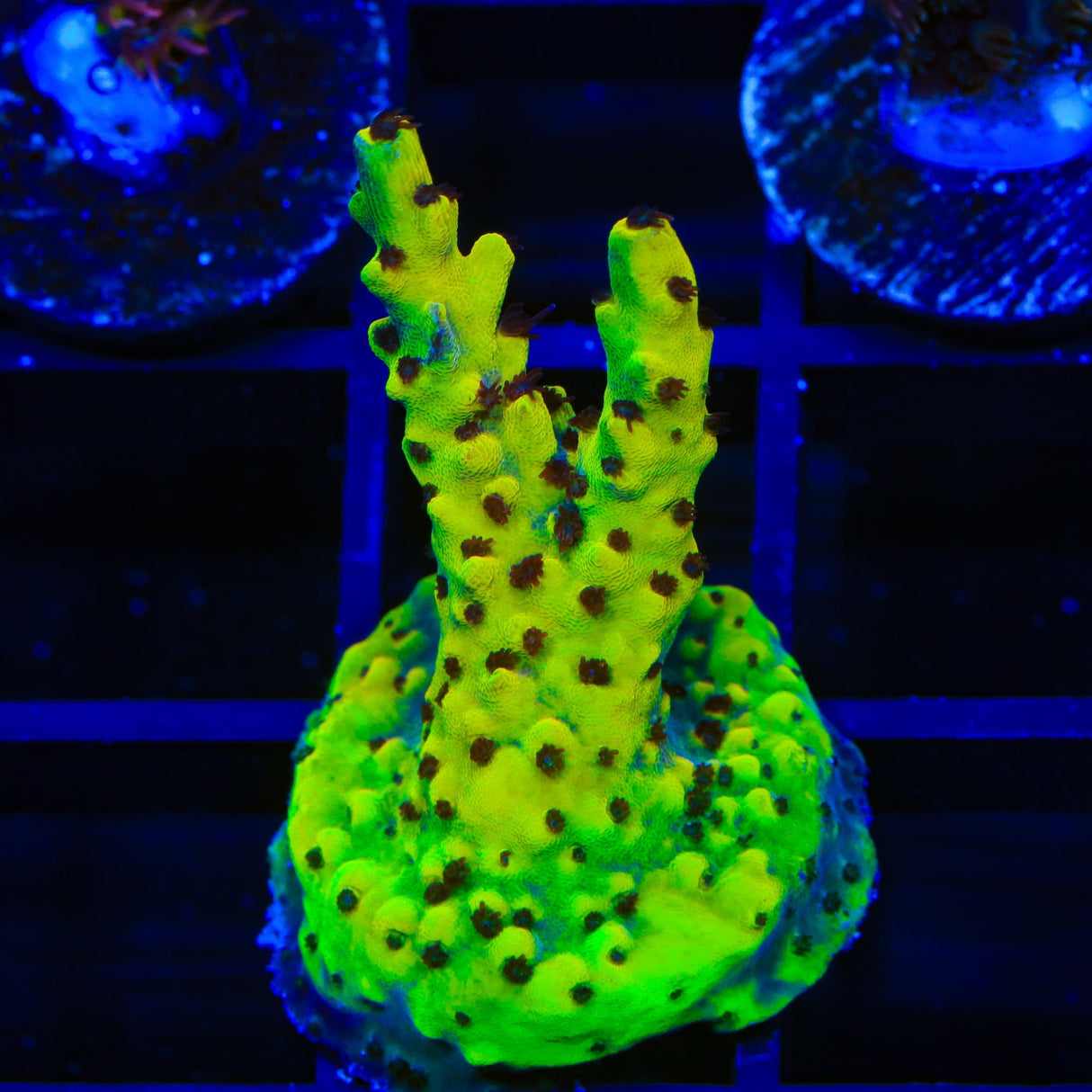 WWC Afterparty Acropora Coral