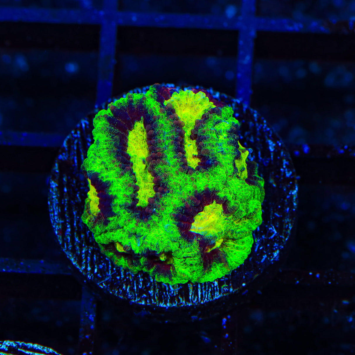 WWC All Star Favia Coral