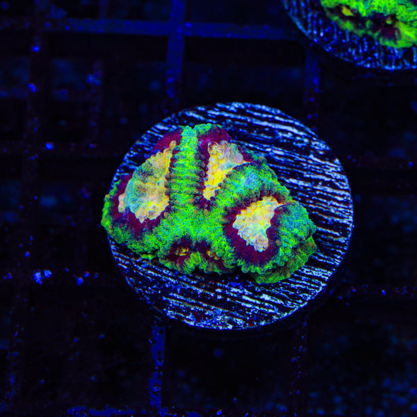 WWC All Star Favia Coral coral identification and care guide