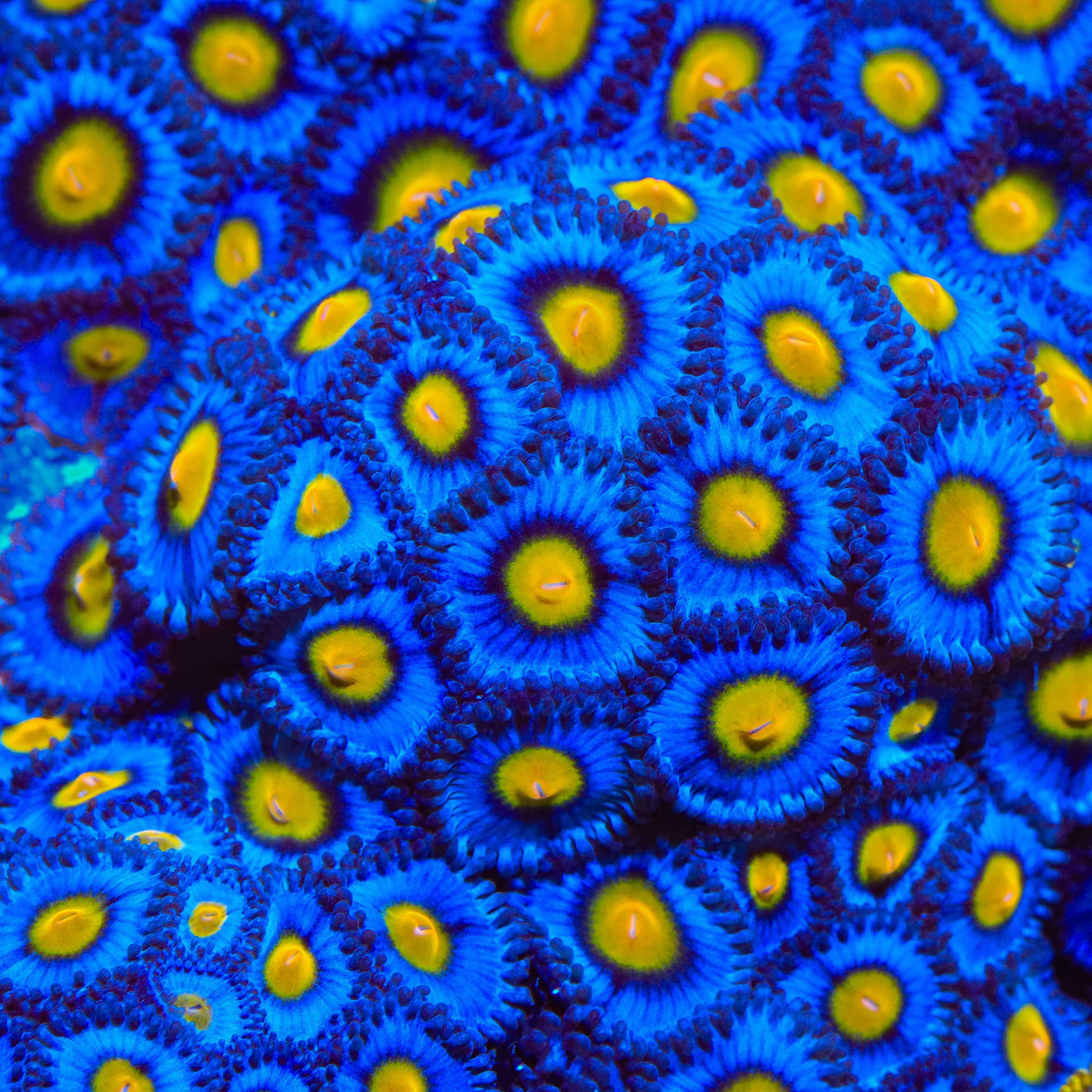 WWC AOI Zoanthids Coral