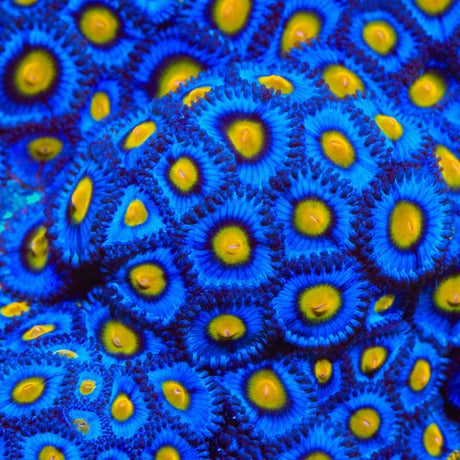 WWC AOI Zoanthids Coral