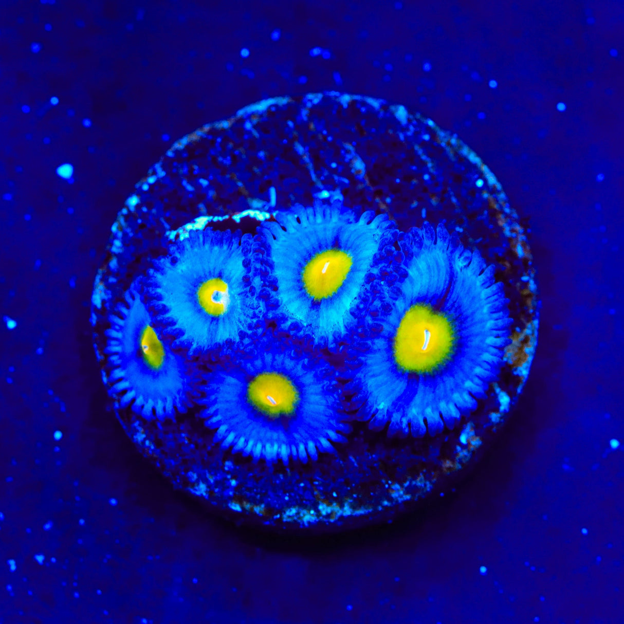 WWC AOI Zoanthids Coral