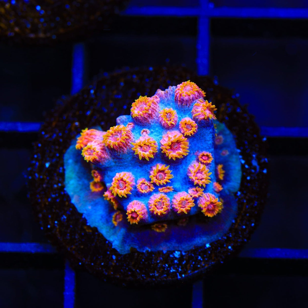 WWC Bizarro Cyphastrea Coral