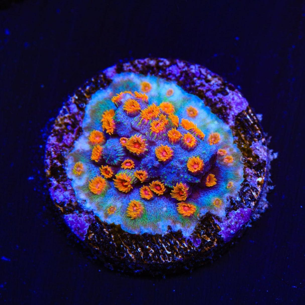 WWC Bizarro Cyphastrea Coral